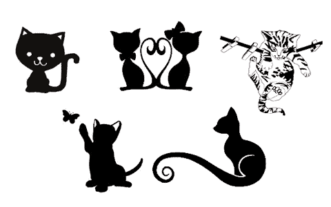 Chats / Chatons